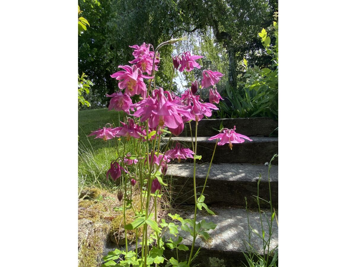 Holiday apartment Am Kirschbaumweg - Outdoor photo 5