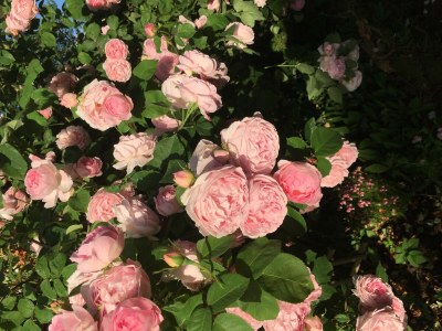 Holiday apartment Am Kirschbaumweg - Outdoor photo 4