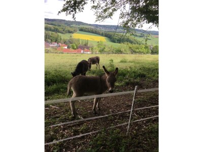 Holiday apartment Am Kirschbaumweg - Environment photo 21