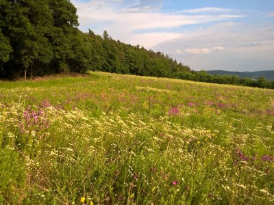 Holiday apartment Am Kirschbaumweg - Environment photo 23