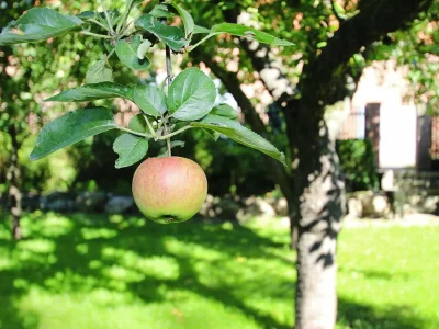 Holiday house Ferienhaus Rosenhof, Lenzen - Outdoor photo 3