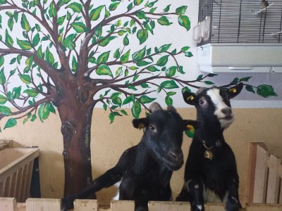 Holiday house Egger - Outdoor photo 25