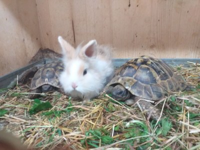 Holiday house Egger - Outdoor photo 26