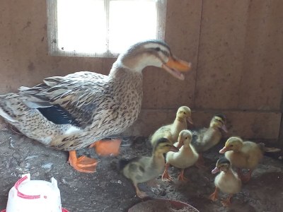 Holiday house Egger - Outdoor photo 28