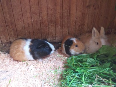 Holiday house Egger - Outdoor photo 32