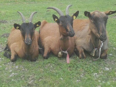 Holiday house Egger - Outdoor photo 34