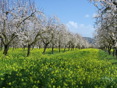 Cottage Cana Elisa 8 - Environment photo 29