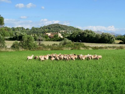 Cottage Cana Elisa 8 - Environment photo 36