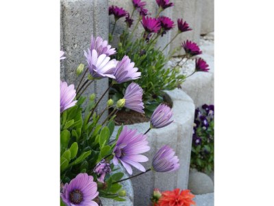 Chalet Stanggassinger - Outdoor photo 8