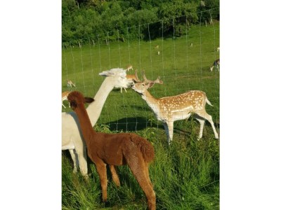 Chalet Stanggassinger - Environment photo 25