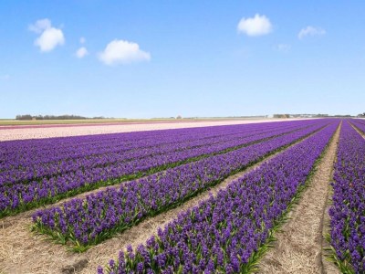 Holiday house Ferienhaus Tuitjenhorn Küstennähe - Environment photo 31