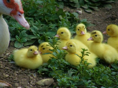 Holiday apartment Lindi - Environment photo 27