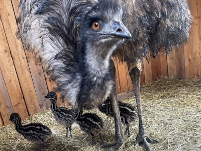 Holiday apartment Lindi - Environment photo 31