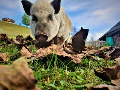 Holiday apartment Lindi - Environment photo 34