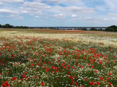 Holiday apartment Wellness oasis Domizil Eden - Environment photo 25