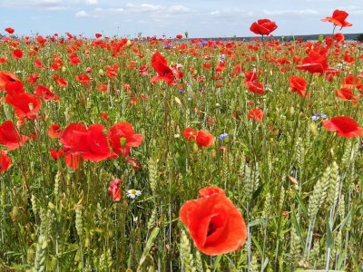 Holiday apartment Wellness oasis Domizil Eden - Environment photo 26