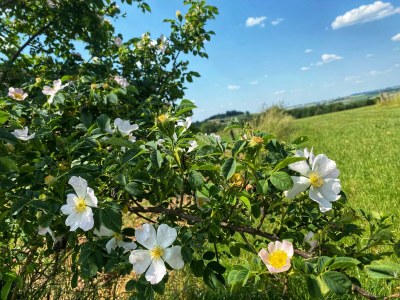 Apartment 6-Bett-Ferienwohnung Dusche/WC, Sauna - Outdoor photo 18