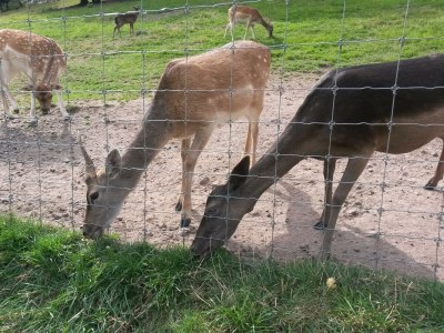 Apartment Ferienwohnung Günther - Outdoor photo 12