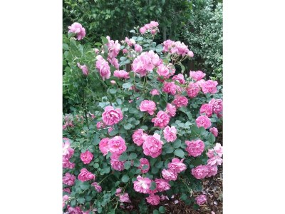 Apartment Ferienwohnung Maria - Outdoor photo 12