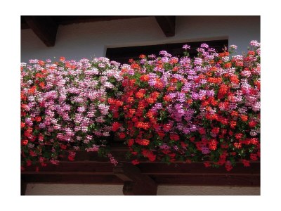 Apartment Ferienwohnung Pendlingblick 4**** - Outdoor photo 9