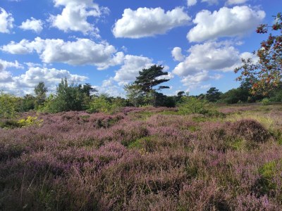 Holiday apartment Schwalbenweg - Environment photo 13