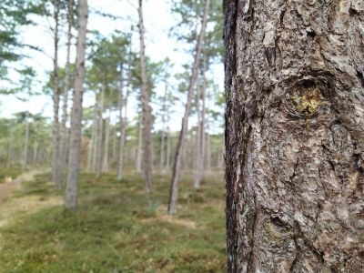 Holiday apartment Schwalbenweg - Environment photo 14