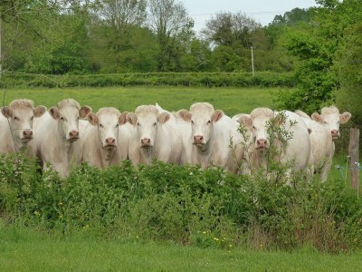 Farmhouse Luxurious Farmhouse in Braize - Environment photo 19