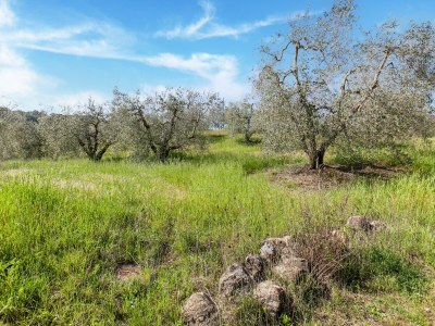 Apartment Ruhige Wohnung in Riparbella mit Garten - Environment photo 26