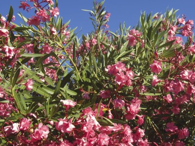 Holiday house Charming cottage with view - Outdoor photo 12