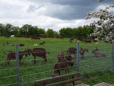 Holiday house Single location in quiet position in the wood - Environment photo 40