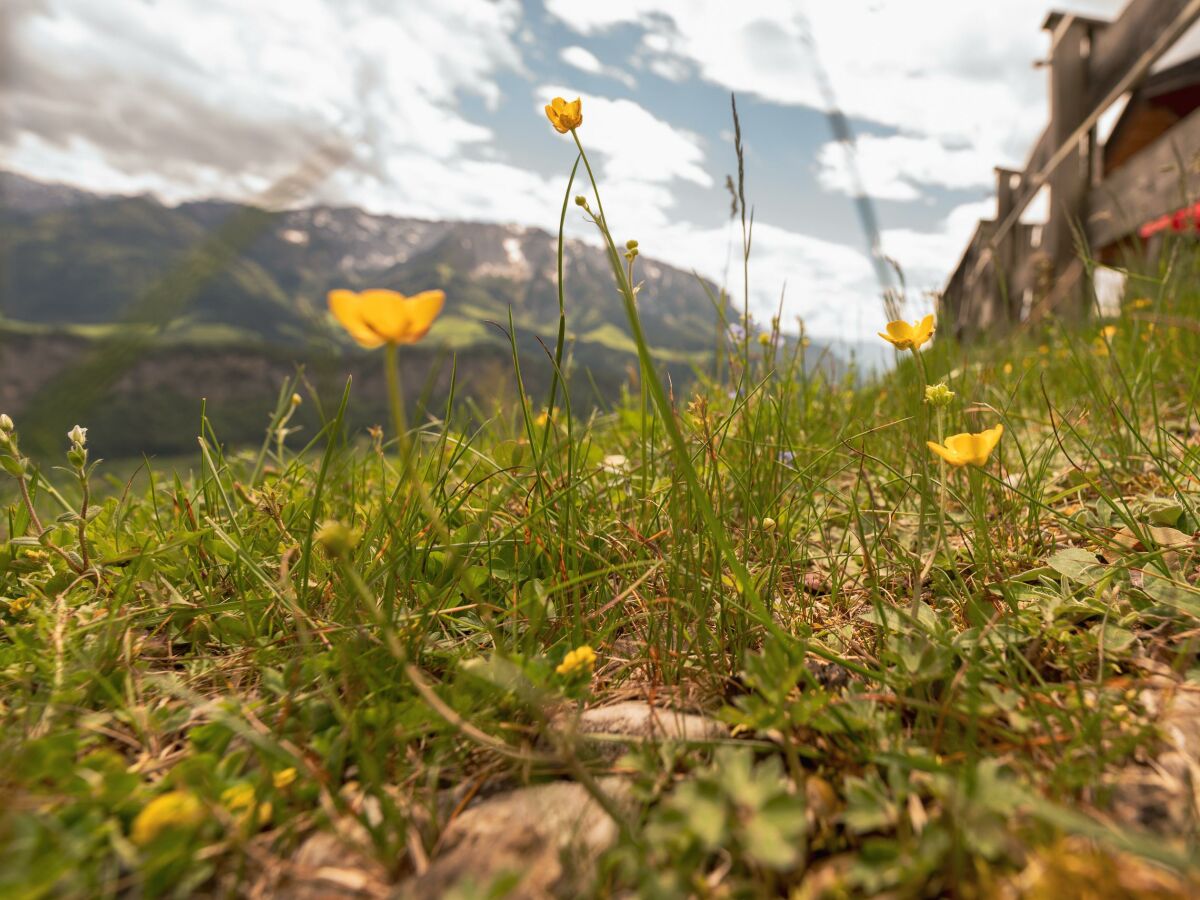 Apartment Hitscher Alm - Outdoor photo 3