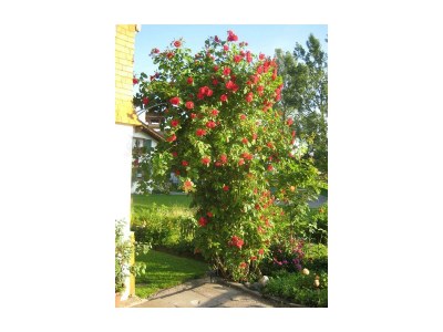 Apartment Ferienwohnung - Outdoor photo 31