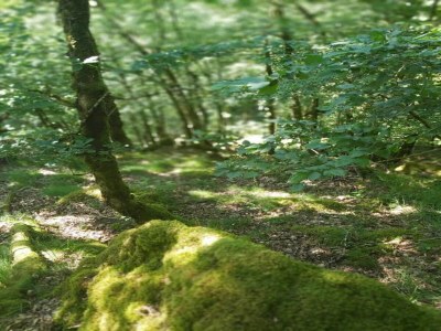 Holiday house Ruhiges Ferienhaus in Savignac - Environment photo 31