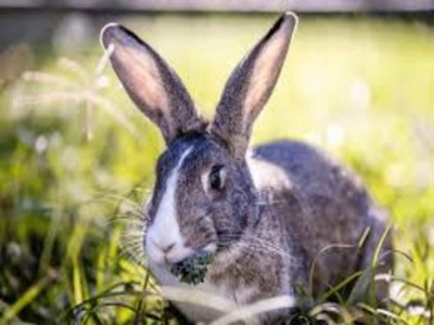 Holiday house Ferienhaus in Loubigné mit Pool & Terrasse - Environment photo 23
