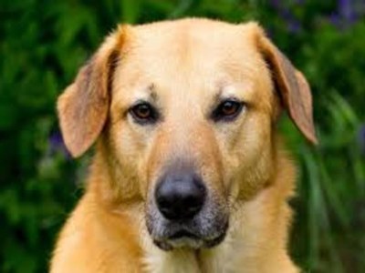 Holiday house Ferienhaus in Loubigné mit Pool & Terrasse - Environment photo 25