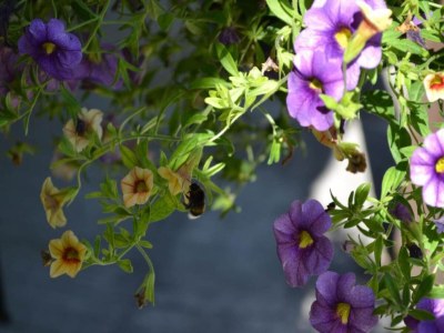 Holiday house Ferienhaus in Loubigné mit Pool & Terrasse - Environment photo 31