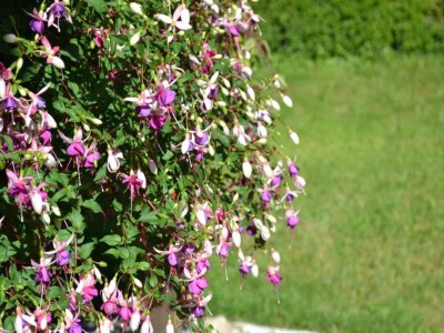 Holiday house Ferienhaus in Loubigné mit Pool & Terrasse - Environment photo 32