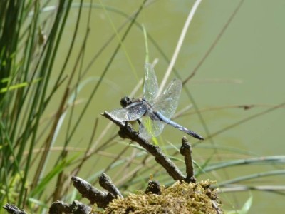 Holiday house Ferienhaus in Loubigné mit Pool & Terrasse - Environment photo 36