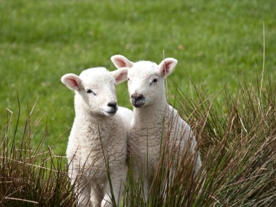 Holiday apartment Texel island with fireplace and shower, pets allowed - Environment photo 33