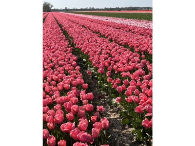 Holiday house Strandvilla Juliana - Environment photo 23