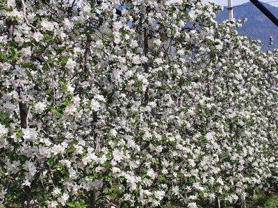 Holiday apartment KÃ¶stenholzerhof 2 - Outdoor photo 10