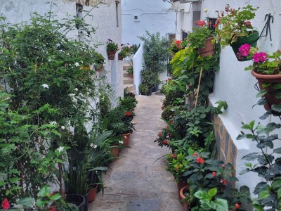 Finca Tower - Environment photo 30