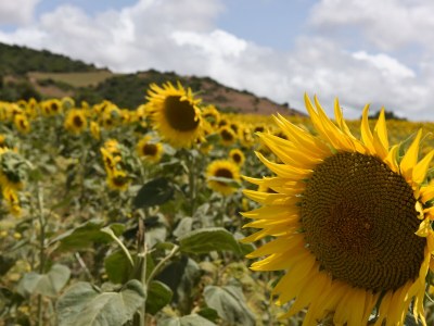 Holiday house Los Remos - Environment photo 29