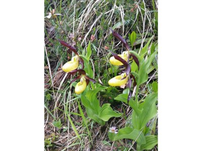 Holiday apartment Klausenberg/Hausberg - Gästehaus am Maibaum - Outdoor photo 22