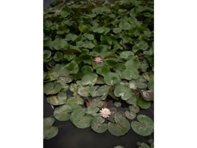 Villa Villa Gran Paradiso - Outdoor photo 75