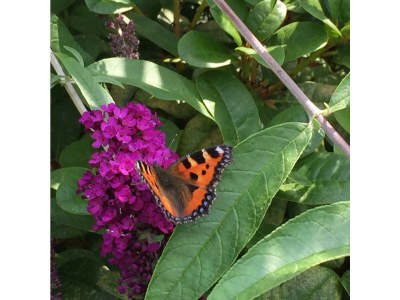 Apartment Gartenblick - Outdoor photo 10