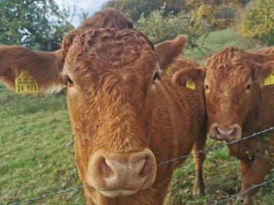 Apartment 6-Bett-Ferienhaus Eifelmomente - Outdoor photo 9