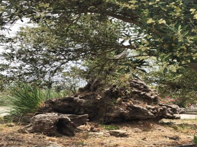 Holiday house Studio auf Kreta mit Balkon und Grill - Environment photo 12