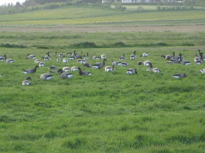 Holiday apartment Schuylenburg - Environment photo 18
