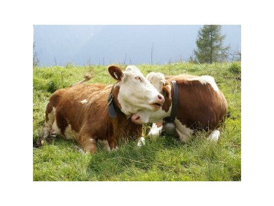 Apartment Apartment Grünberg - Outdoor photo 10